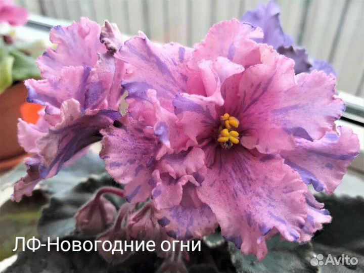 Детки фиалок