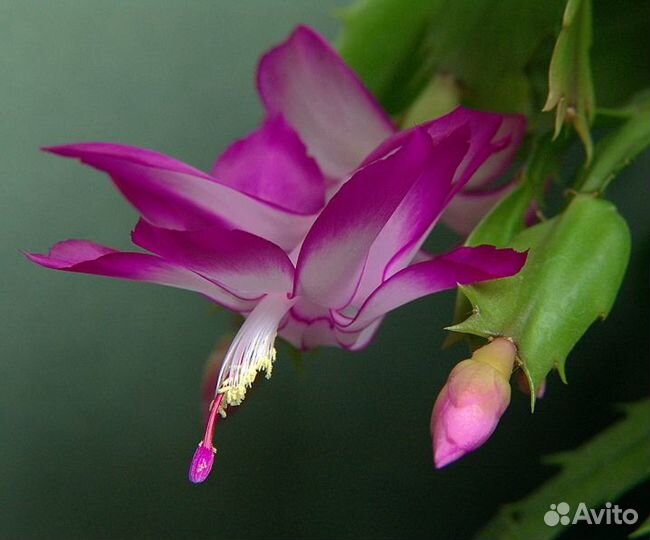 Шлюмбергера розовая