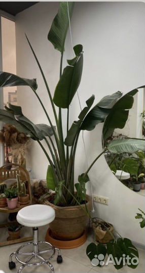 Стрелиция николая