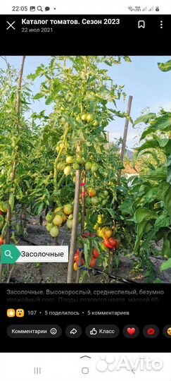 Продам рассаду сортовых томатов