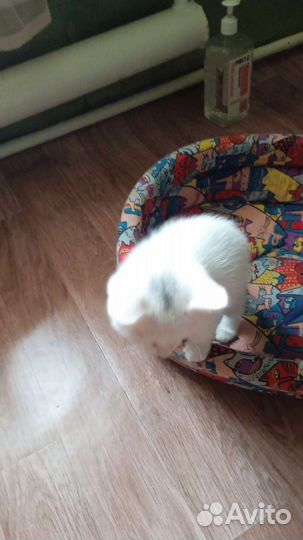 Котята в добрые руки (девочки)