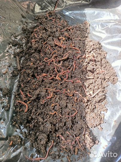 Черви для рыбалки