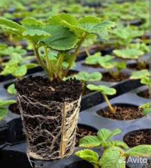 Рассада клубники