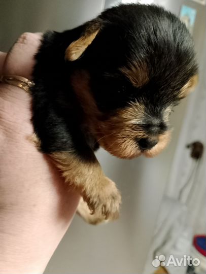 Йоркширский терьер мини