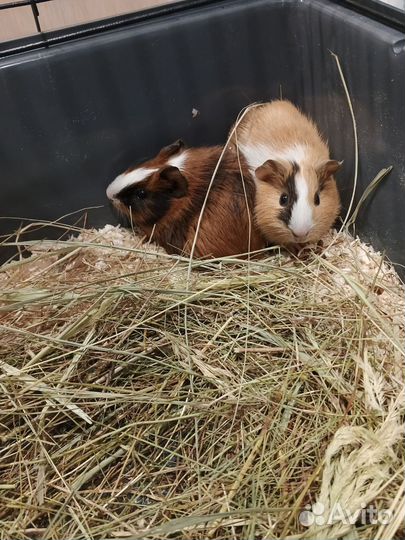 Морские свинки