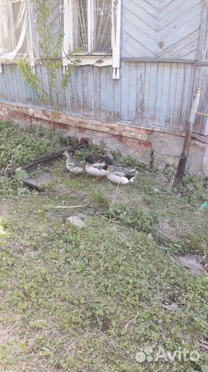 Утки дикие - северные