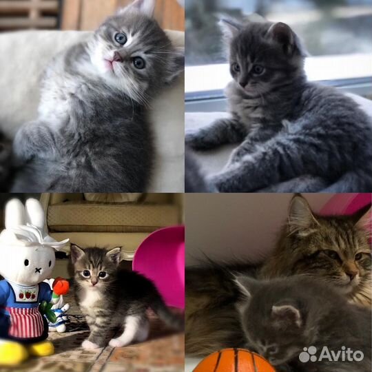 Котята от сибирской кошки