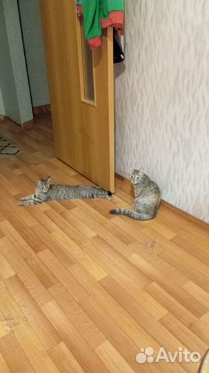 Европейская