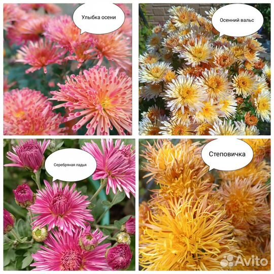 Хризантема корейская + мультифлора + георгины