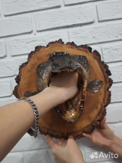 Чучело головы щуки на спиле