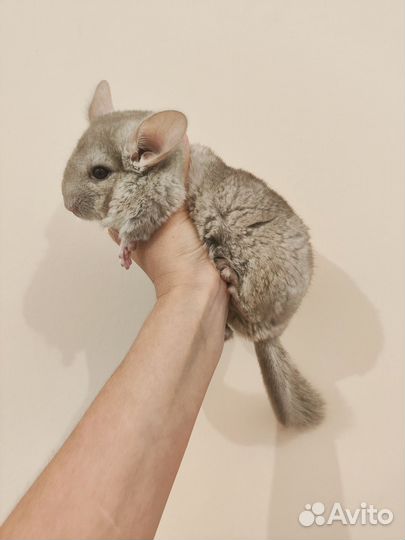 Шиншилла девочка гетеробежевая