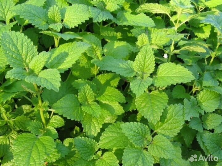 Рассада,Очиток Розовый