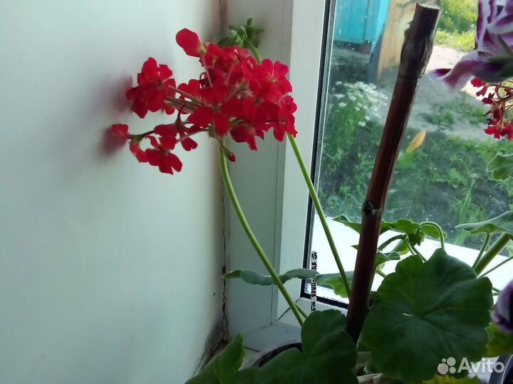 Пеларгония герань сортовая