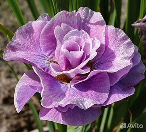 Ирисы,роза, малина,бирючина