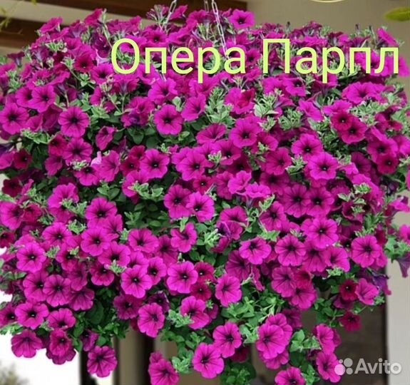 Рассада Петунии Тайдал,Опера,Изи Вейв