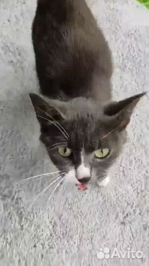 Кошка в добрые руки