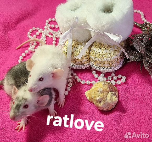 Крысята из питомника мальчики