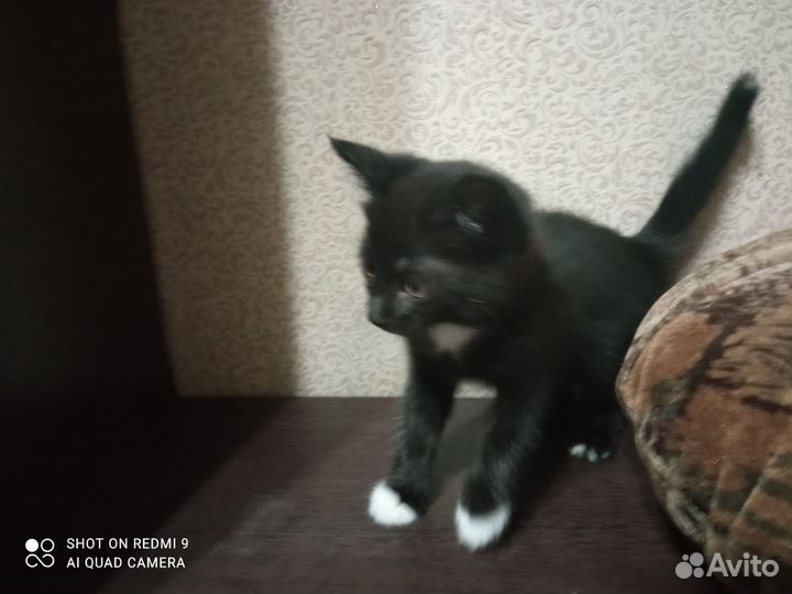 Отдам в дар котят