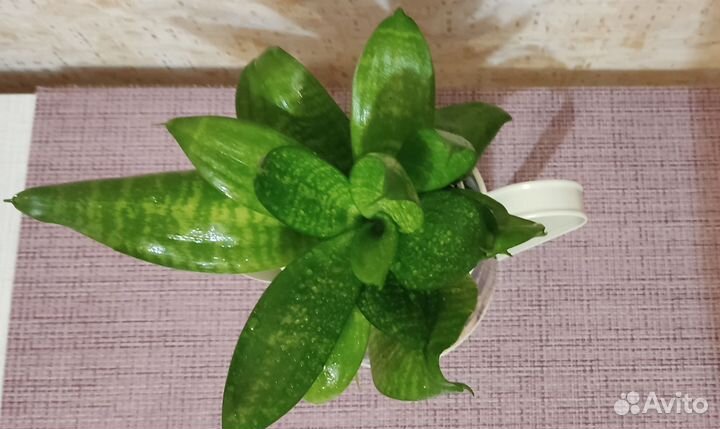 Сансевиерия