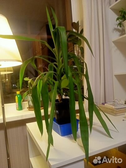 Пальма юкка