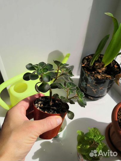 Ахризион(дерево любви). Пилея и шефлера