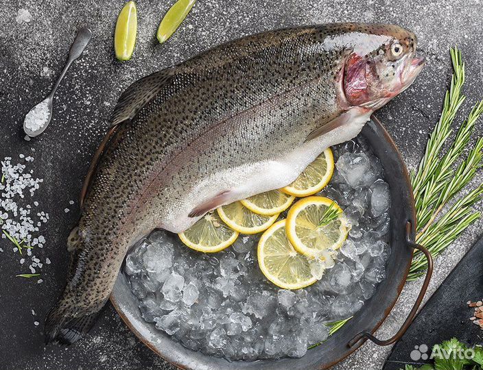 Форель охл нпсг 2023 Карелия