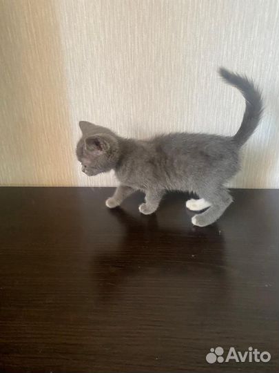 Отдам бесплатно