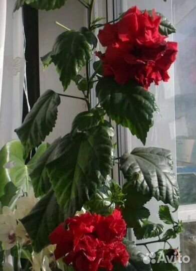 Гибискус китайская роза