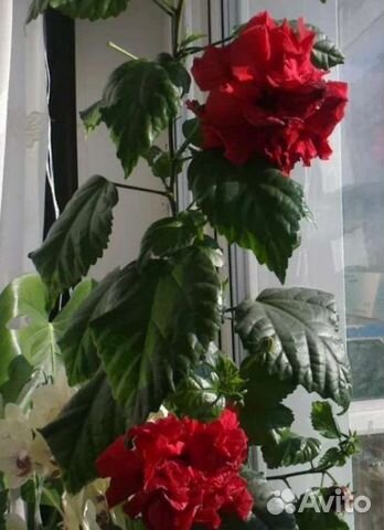 Гибискус китайская роза