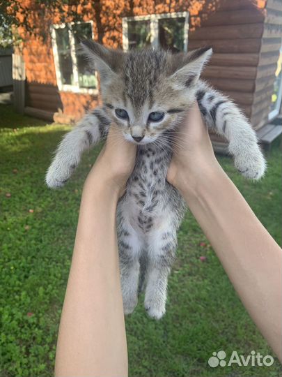 Котенок др 6 июля