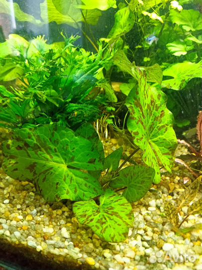 Аквариумные растения