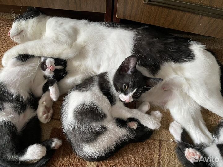 Кошка в добрые руки