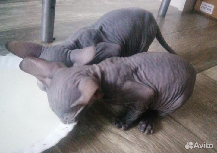 Донской сфинкс котята