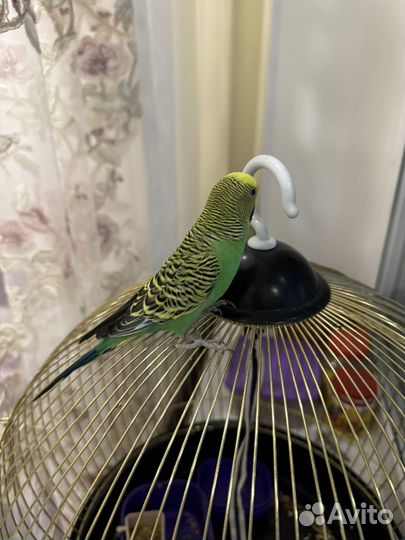 Волнистый попугай самка