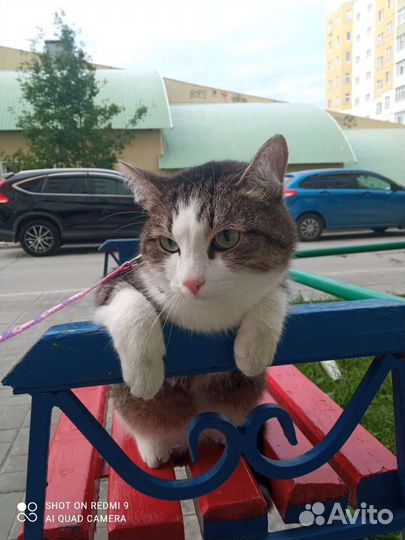 Кот быстро надо отдать