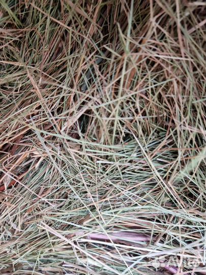 Сено 2023 укос