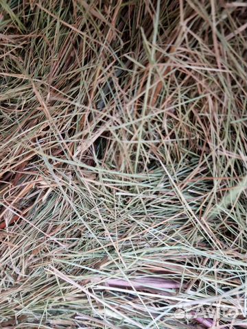 Сено 2023 укос