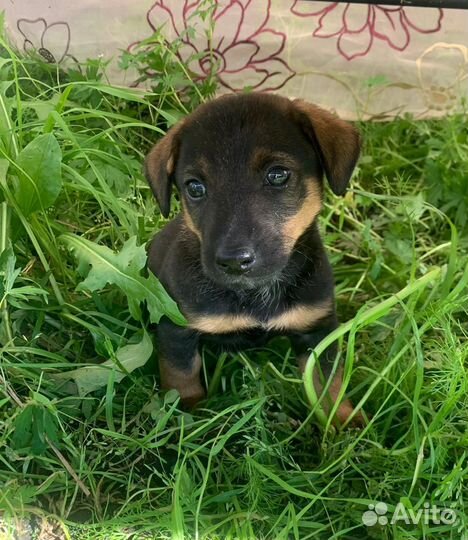 Щенок таксы