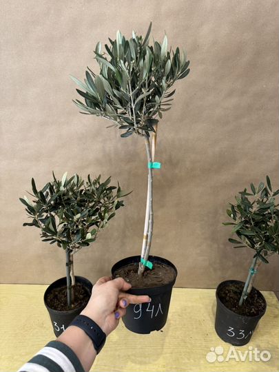 Оливковое дерево