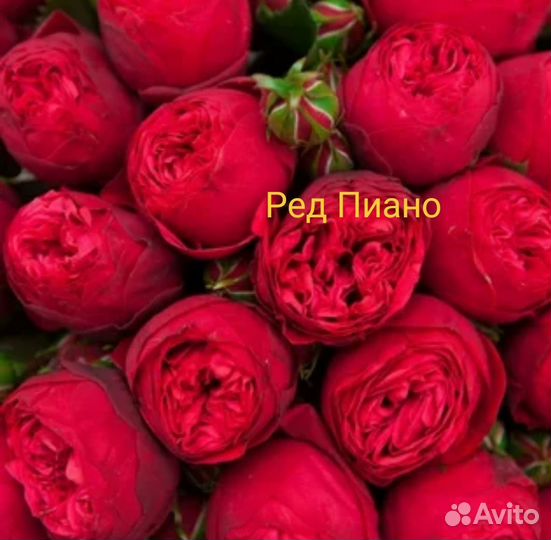 Саженцы роз