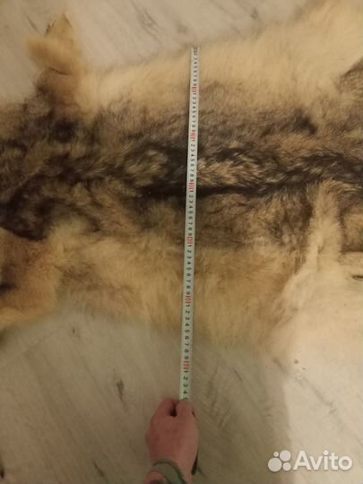 Продам шкуру волка
