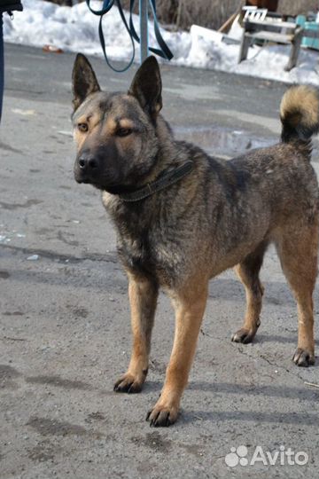 Рэм ищет дом