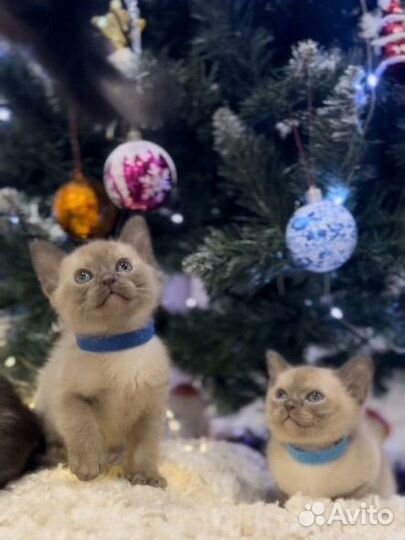 Бурманские котята шоколад