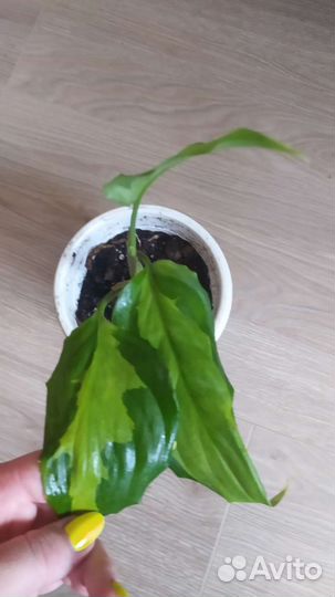 Аглаонема Modestum