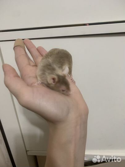 Мышь сатиновая