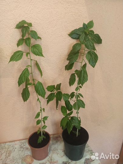 Сансевиерия, Гибискус персиковый, Замиокалькус