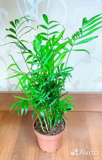 Хамедорея элеганс