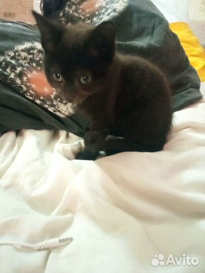 Отдам в добрые руки