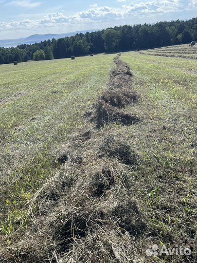 Продам сено в рулонах