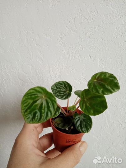 Пеперомия лилиан